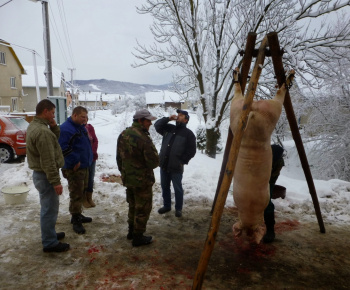 5. obecná zabíjačka 31.1.2015 